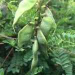 Abrus precatorius fruit picture by Lorenzi Harri (cc-by-sa)