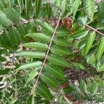 Rhus glabra leaf picture by Rudd (cc-by-sa)