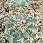 Gymnocalycium bodenbenderianum leaf picture by Trap Hers (cc-by-sa)