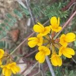 Hippocrepis comosa flower picture by Cornelia Kaya (cc-by-sa)