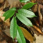 Spirotropis longifolia leaf picture by R. Tournebize (cc-by-sa)