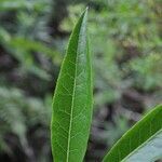 Psiadia laurifolia leaf picture by P. Bonnet (cc-by-sa)