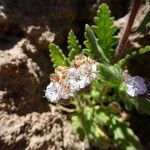 Phacelia pinnatifida flower picture by Fabien Anthelme (cc-by-sa)