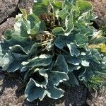 Crambe maritima leaf picture by gerrit van Drunen (cc-by-sa)