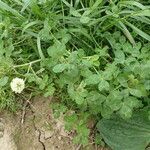 Trifolium alexandrinum habit picture by Sylvain Piry (cc-by-sa)