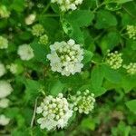 Spiraea chamaedryfolia flower picture by Ueli Gutmann (cc-by-sa)