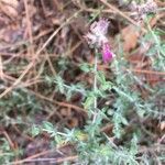 Teucrium marum flower picture by Renaud LDM (cc-by-sa)