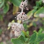 Salvia mellifera fruit picture by Johnny Poppyseed (cc-by-sa)