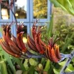 Phormium tenax flower picture by Nicola Jenkins (cc-by-sa)