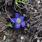 Anemonastrum obtusilobum flower picture by Sohail Wagay (cc-by-sa)