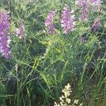 Vicia tenuifolia habit picture by Hájková Rodinna (cc-by-sa)