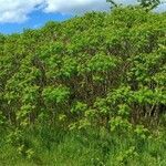 Rhus typhina habit picture by sonicor (cc-by-sa)