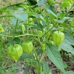 Physalis longifolia fruit picture by Christina P (cc-by-sa)