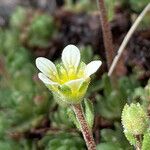 Saxifraga moschata flower picture by Fabien Anthelme (cc-by-sa)