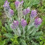 Oxytropis splendens flower picture by Brett Lytle (cc-by-sa)