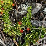 Nertera granadensis habit picture by Fabien Anthelme (cc-by-sa)