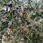 Olea europaea habit picture by massimiliano savorgnan (cc-by-sa)