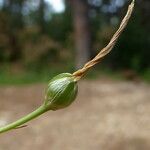 Anthericum liliago fruit picture by Llandrich anna (cc-by-sa)