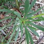 Protea repens habit picture by Daniel Barthelemy (cc-by-nc)