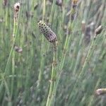 Equisetum giganteum flower picture by Trap Hers (cc-by-sa)