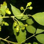 Ocotea cernua leaf picture by Nelson Zamora Villalobos (cc-by-nc)