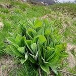 Veratrum album habit picture by Gio Bunel (cc-by-sa)