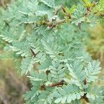 Parkinsonia praecox leaf picture by Trap Hers (cc-by-sa)