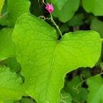 Antigonon leptopus leaf picture by William Donovan (cc-by-sa)