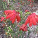 Erica cerinthoides flower picture by Daniel Barthelemy (cc-by-nc)