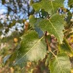 Betula pendula leaf picture by Jose Luis URBIETA (cc-by-sa)