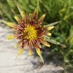 Tragopogon crocifolius flower picture by Tesan Fernando (cc-by-sa)