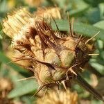 Centaurea collina fruit picture by Yoan MARTIN (cc-by-sa)