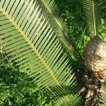 Dioon edule leaf picture by Shehadi Ramiz (cc-by-sa)