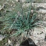 Asphodeline lutea leaf picture by Daoudi Belkacem (cc-by-sa)