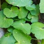 Hydrocotyle leucocephala leaf picture by Gonçalves da Cunha Lucas (cc-by-sa)