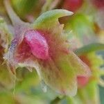 Rumex obtusifolius fruit picture by Yoan MARTIN (cc-by-sa)