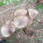 Pterocarpus rohrii fruit picture by Vinicius Castro Souza (cc-by-sa)