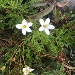 Saxifraga trifurcata flower picture by Jon Gejo (cc-by-sa)