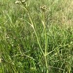 Oenanthe lachenalii habit picture by pnst Eno (cc-by-sa)