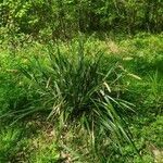 Carex muricata habit picture by Virginie Kessler (cc-by-sa)