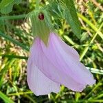 Hibiscus striatus flower picture by Trap Hers (cc-by-sa)