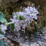 Campanula elatinoides flower picture by Franco Colnago (cc-by-sa)