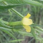 Ludwigia decurrens flower picture by Nelson Zamora Villalobos (cc-by-nc)