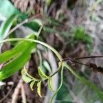 Jasminum grandiflorum leaf picture by daniela gontier (cc-by-sa)