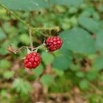 Rubus gratus fruit picture by Eddie Toa (cc-by-sa)