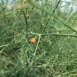 Asparagus officinalis fruit picture by jondel (cc-by-sa)