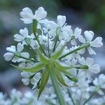 Chaerophyllum villarsii flower picture by Yoan MARTIN (cc-by-sa)