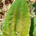 Plantago australis leaf picture by Trap Hers (cc-by-sa)