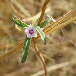 Ipomoea heterotricha flower picture by Maarten Vanhove (cc-by-sa)