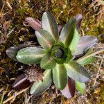 Eryngium humile habit picture by Fabien Anthelme (cc-by-sa)